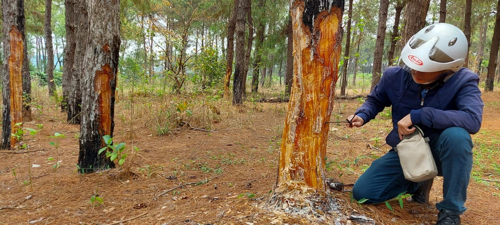 Rừng thông tuyệt đẹp ở Đắk Đoa bị “xẻ thịt”