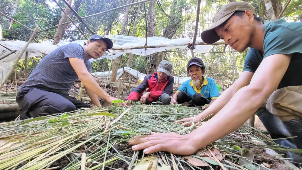 Người dân được hỗ trợ trồng mới sâm Ngọc Linh Người dân được hỗ trợ trồng mới sâm Ngọc Linh