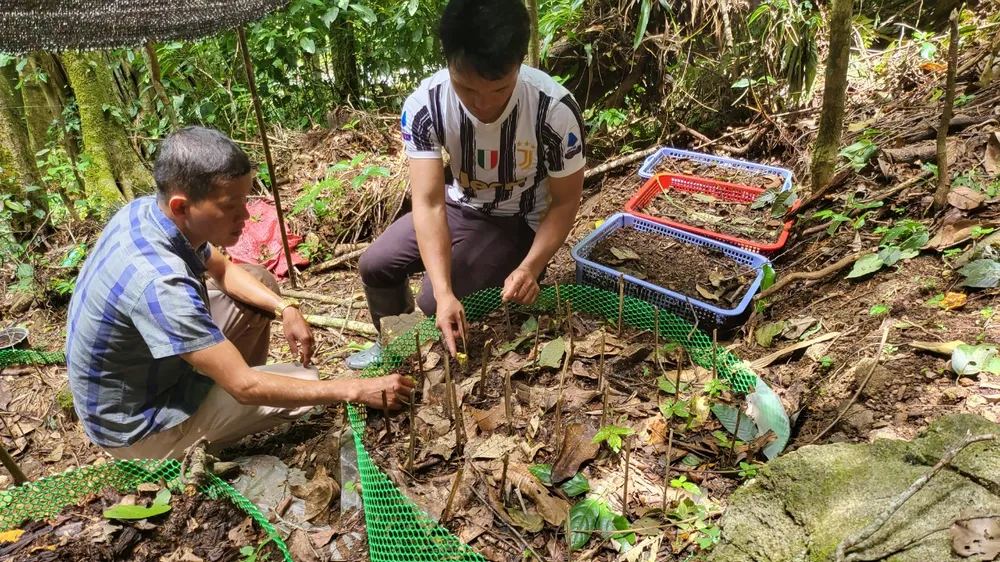 Nhiều hộ dân ở Kon Tum khốn khó vì sâm trồng bị bệnh chết Nhiều hộ dân ở Kon Tum khốn khó vì sâm trồng bị bệnh chết
