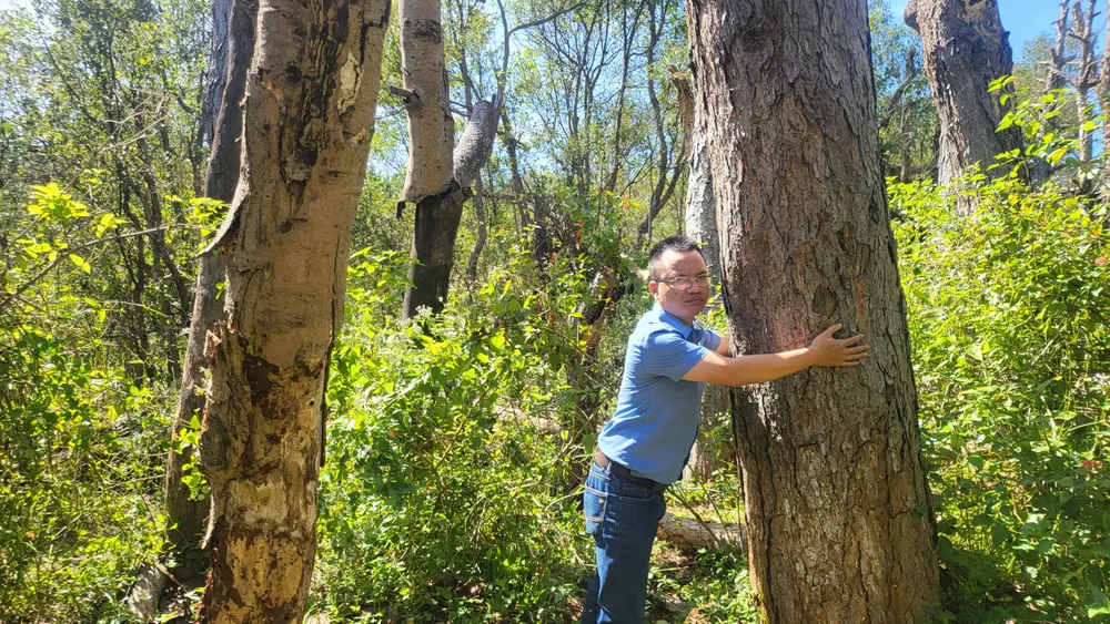 Cây bị chết khô, vỏ bị lột