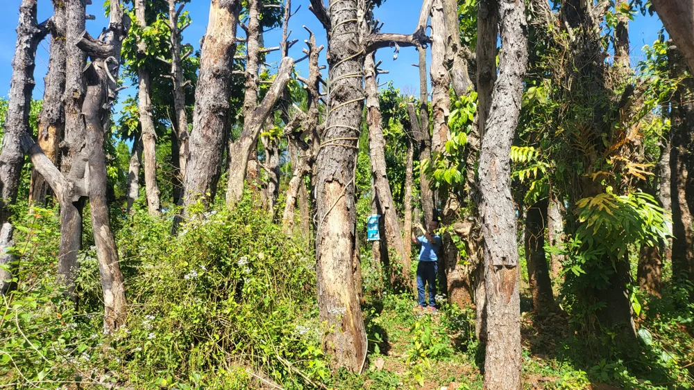 Cây xanh sau di dời, chết hàng loạt