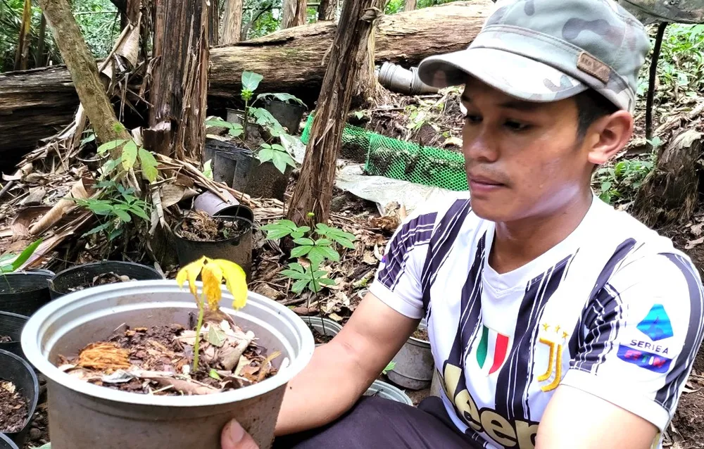 Sâm bị chết Sâm bị chết