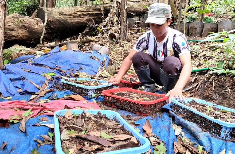 Sâm của hộ dân xã Măng Ri bị chết Sâm của hộ dân xã Măng Ri bị chết