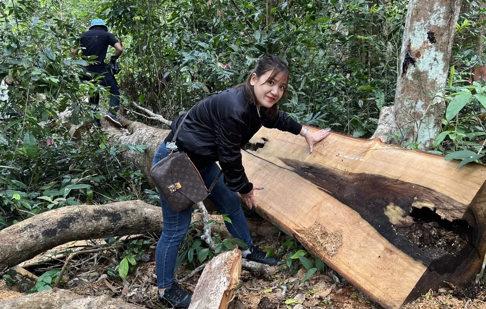 Gỗ bị cưa hạ tại lâm phần do Công ty THHH MTV Lâm nghiệp Sơ Pai quản lý