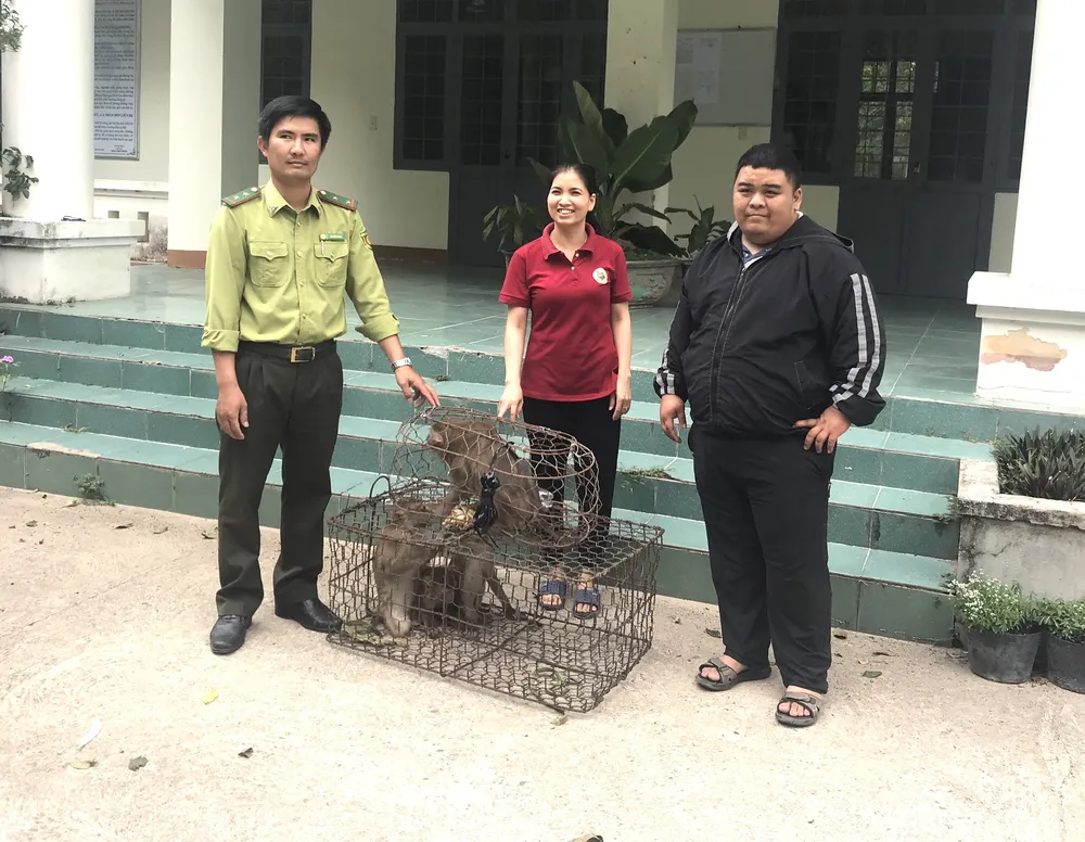 Khỉ đuôi lợn được kiểm lâm bàn giao cho Trung tâm bảo tồn chăm sóc Khỉ đuôi lợn được kiểm lâm bàn giao cho Trung tâm bảo tồn chăm sóc