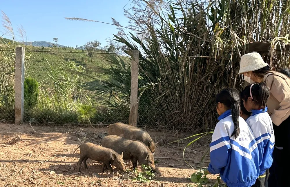Mạnh thường quân mua heo và tặng lại heo cho trường Mạnh thường quân mua heo và tặng lại heo cho trường