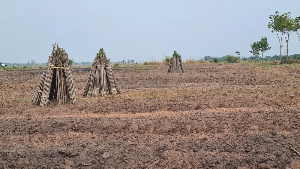 Sau khi chặt bỏ điều, người dân biên giới Chư Prông chuyển sang trồng mì