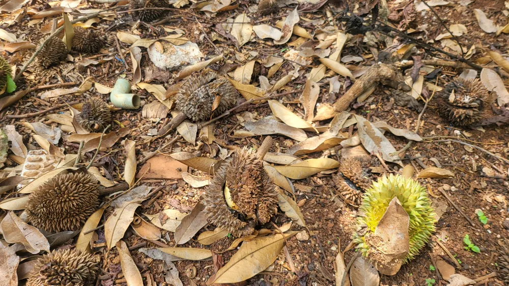 Quả non rụng nằm la liệt Quả non rụng nằm la liệt