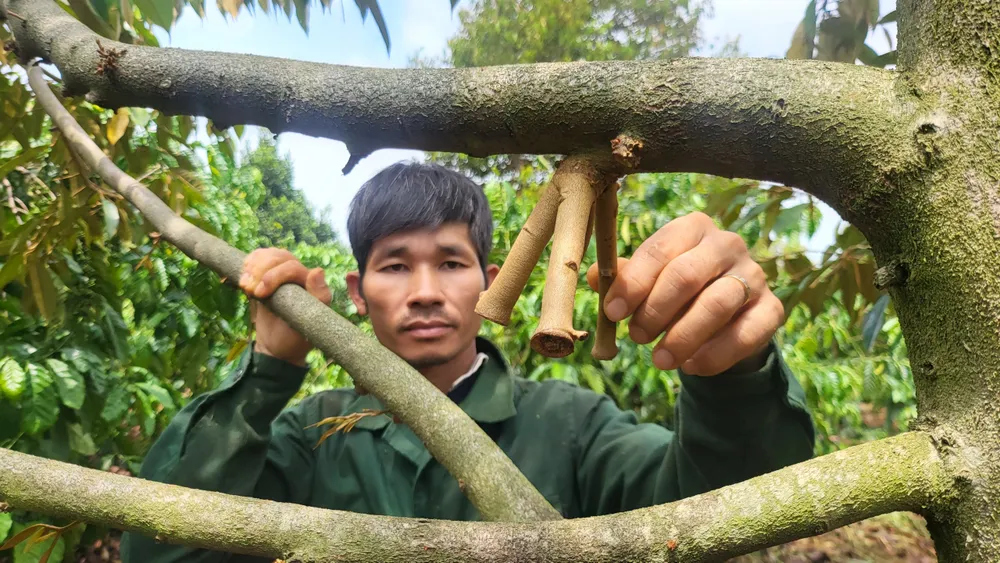 Quả rụng còn trơ cuống Quả rụng còn trơ cuống