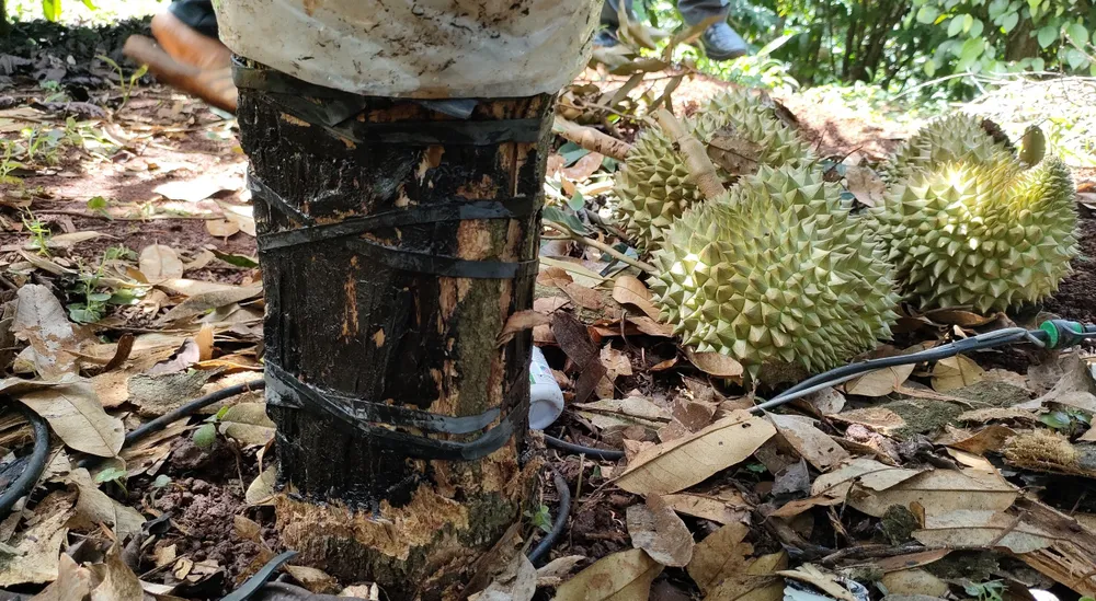 Sầu riêng bị cạo gốc