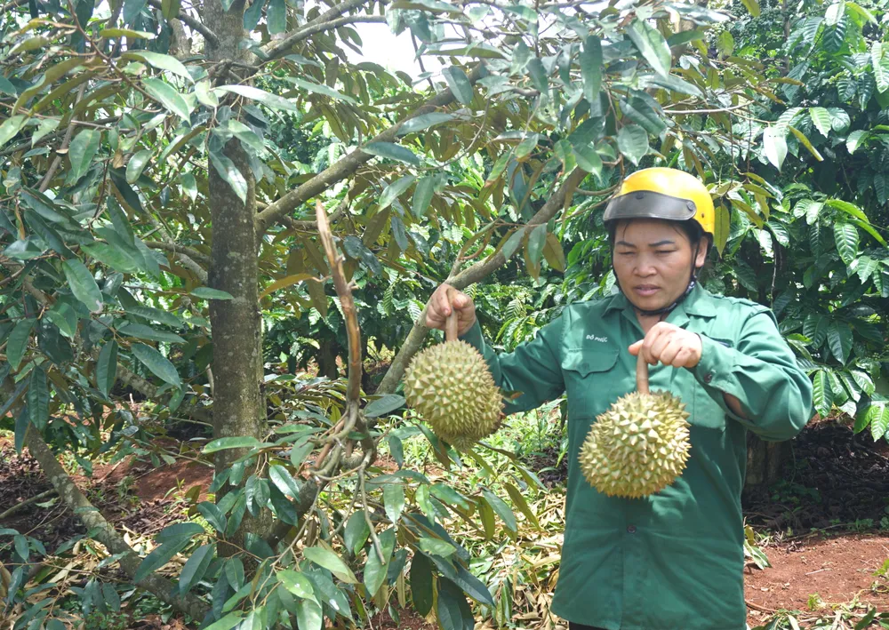 Gia đình phải cắt bỏ quả để dưỡng cây