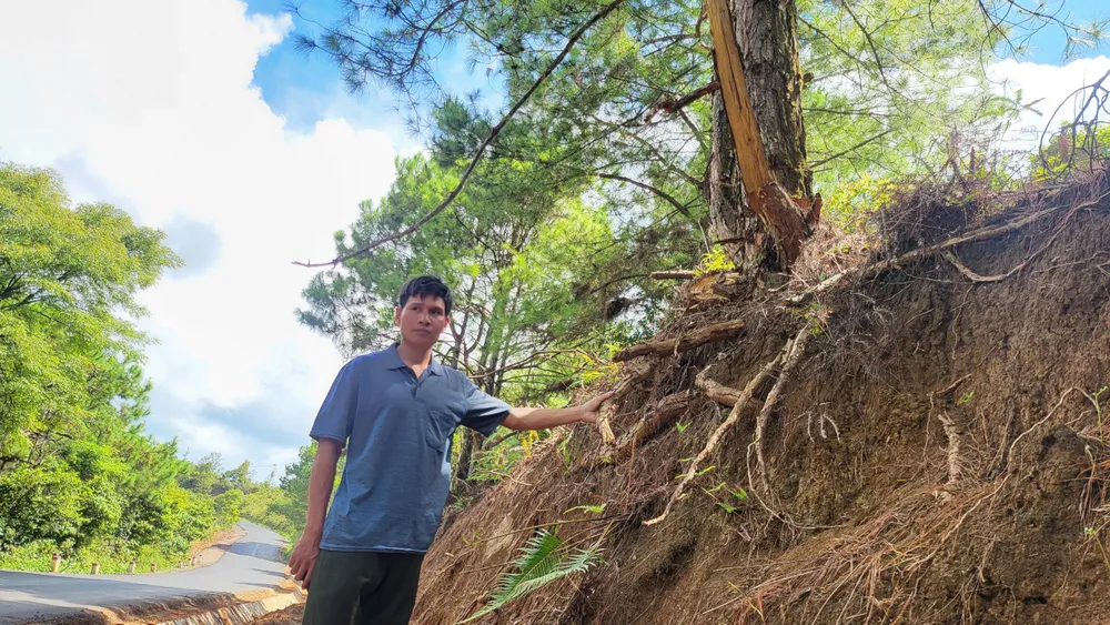 Thông bị đào, trơ gốc