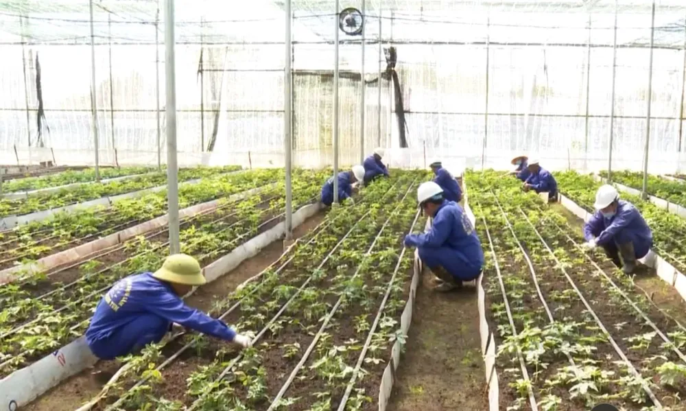 Vườn nuôi cấy mô của Công ty cổ phần rượu sâm Ngọc Linh Kon Tum. Ảnh: Huyện Tu Mơ Rông cung cấp