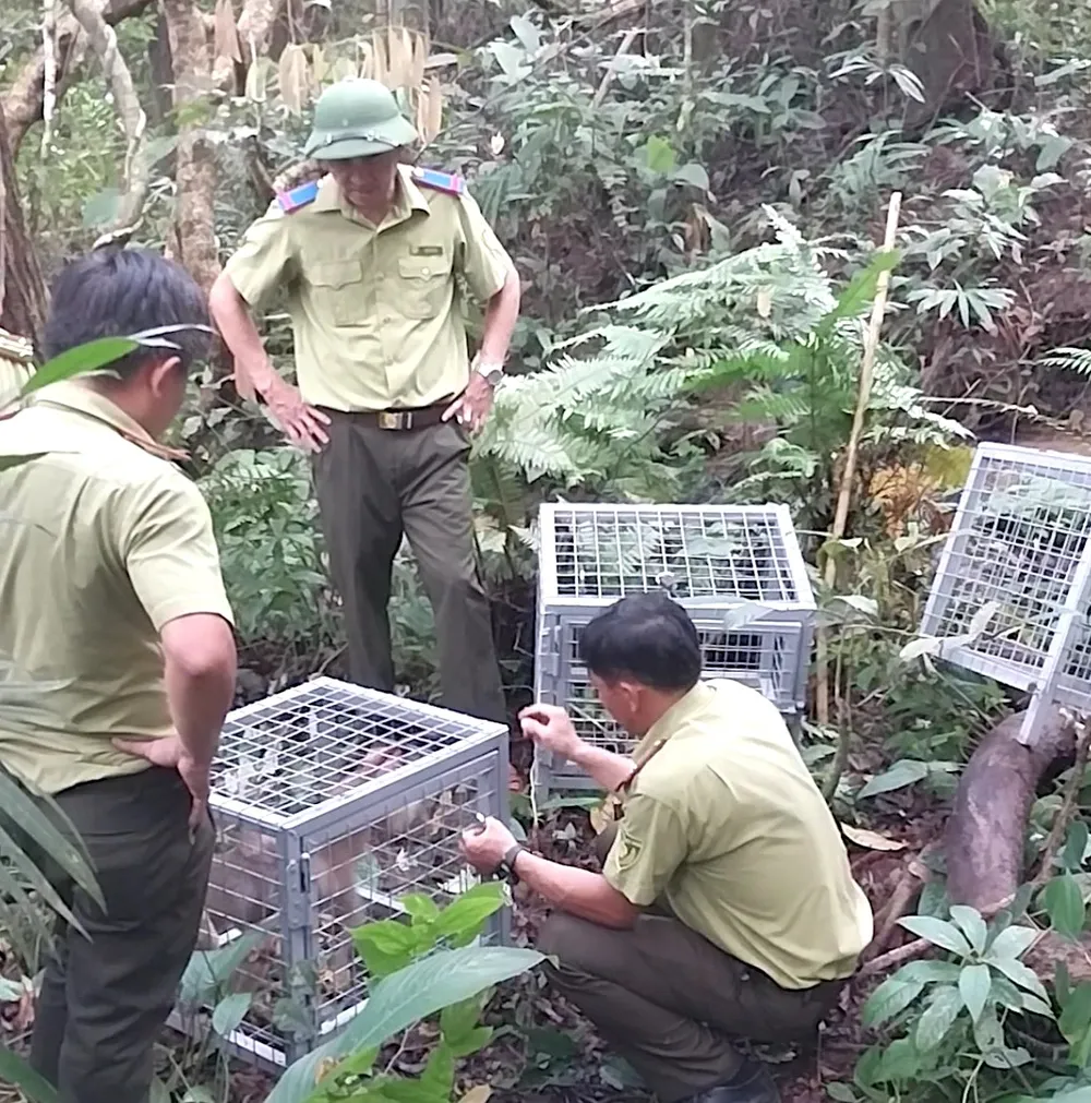 Thả khỉ về rừng Thả khỉ về rừng