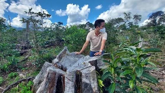 Dự án nông trại hữu cơ Tuyết Sơn Kon Plông để mất rừng Dự án nông trại hữu cơ Tuyết Sơn Kon Plông để mất rừng