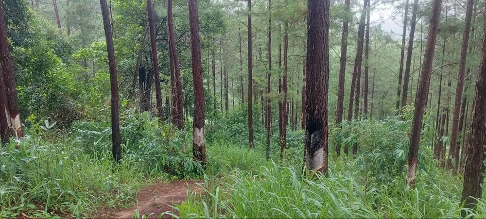 Công ty trồng rừng ngoài diện tích cho thuê ở huyện Tu Mơ Rông Công ty trồng rừng ngoài diện tích cho thuê ở huyện Tu Mơ Rông