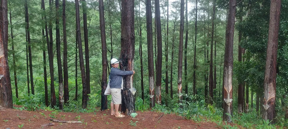 Diện tích rừng công ty trồng ở huyện Tu Mơ Rông nằm ngoài diện tích UBND tỉnh cho thuê Diện tích rừng công ty trồng ở huyện Tu Mơ Rông nằm ngoài diện tích UBND tỉnh cho thuê