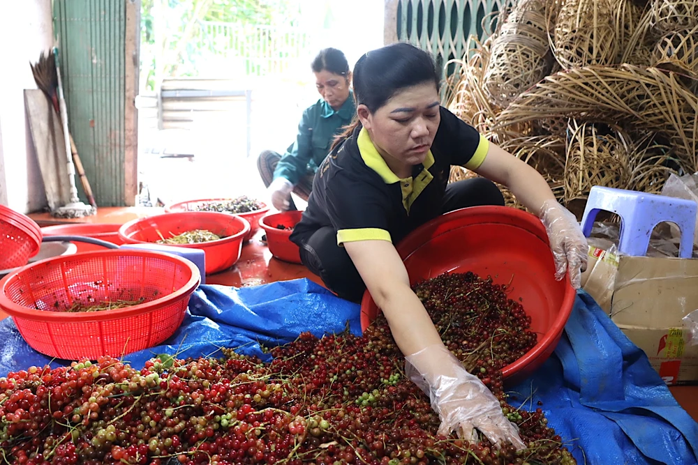 Sơ chế quả ngũ vị tử. Ảnh: HỮU PHÚC 20220920141443-img-9051-3711.jpg