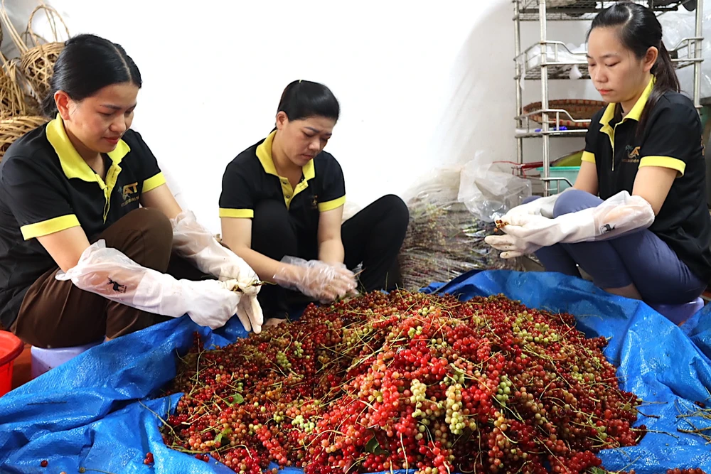 Công nhân hợp tác xã sơ chế ngũ vị tử cong-nhan-so-che-boc-tach-qua-chin-ra-khoi-canh-271.jpg