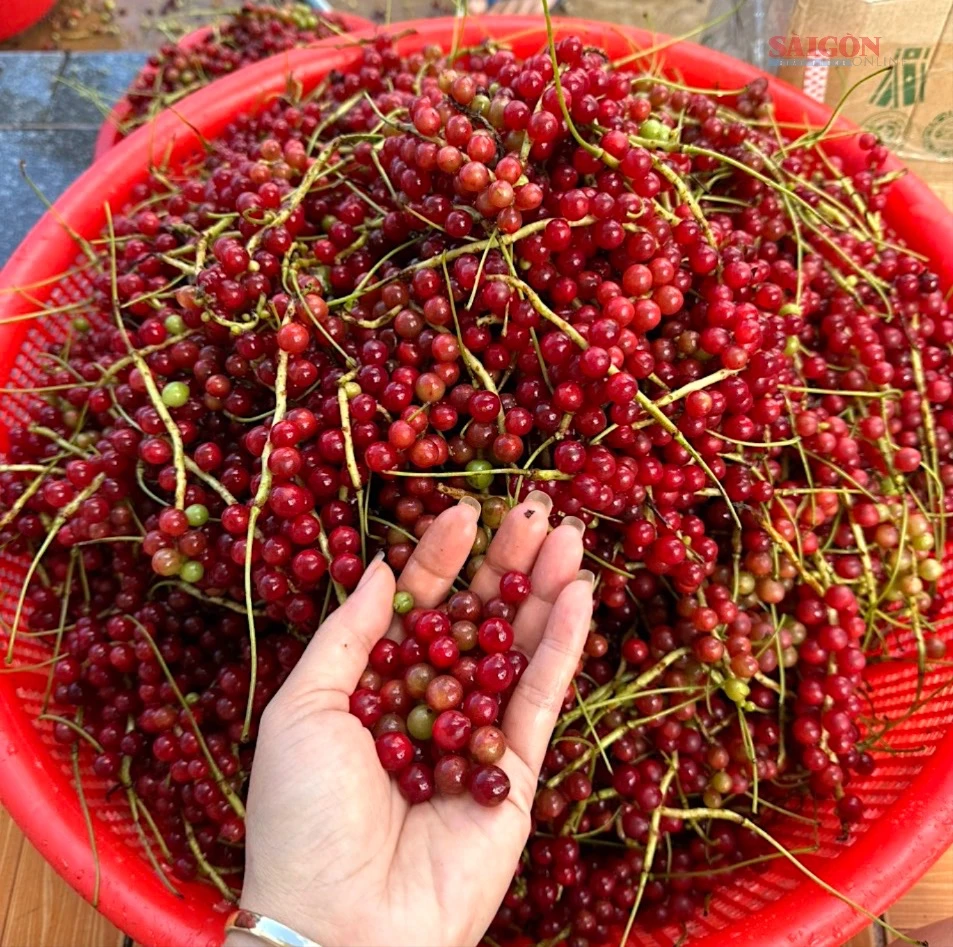 Ngũ vị tử được dân thu mua về sơ chế img-20230919-091959-4081-772.jpg
