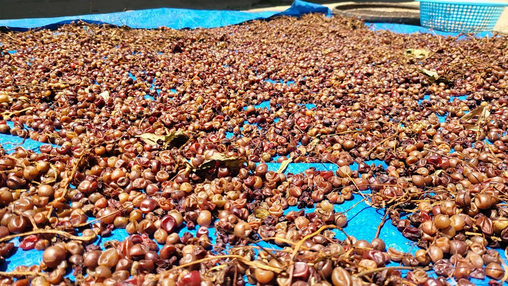 Hoặc phơi khô làm trà uống phoi-kho-qua-ngu-vi-tu-de-lam-tra-9276.jpg