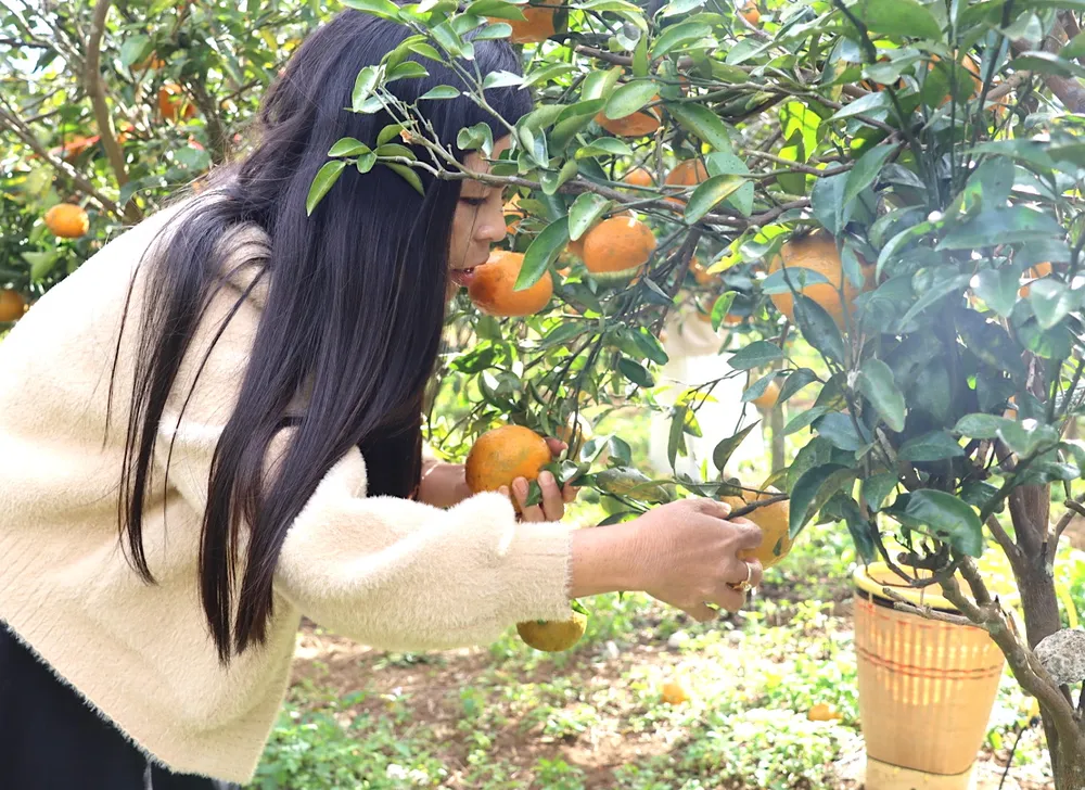 Những quả cam chín mọng được du khách hái trực tiếp tại vườn. Ảnh: HỮU PHÚC z5134666178667-8c2d1687db41ef0e78cafb7fab7a9ff2-5133.jpg