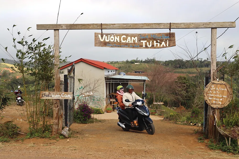 Cao điểm, vườn cam thu hút 400 khách đến tham quan mỗi ngày. Ảnh: HỮU PHÚC z5134704880045-d01df20ca91ff3475b1c9ac30e152421-1029.jpg