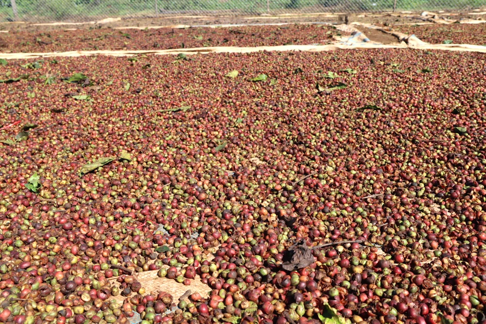 Cà phê chín đều, hứa hẹn mang lại giá trị cao cho người dân. Ảnh: HỮU PHÚC dfreed.jpeg