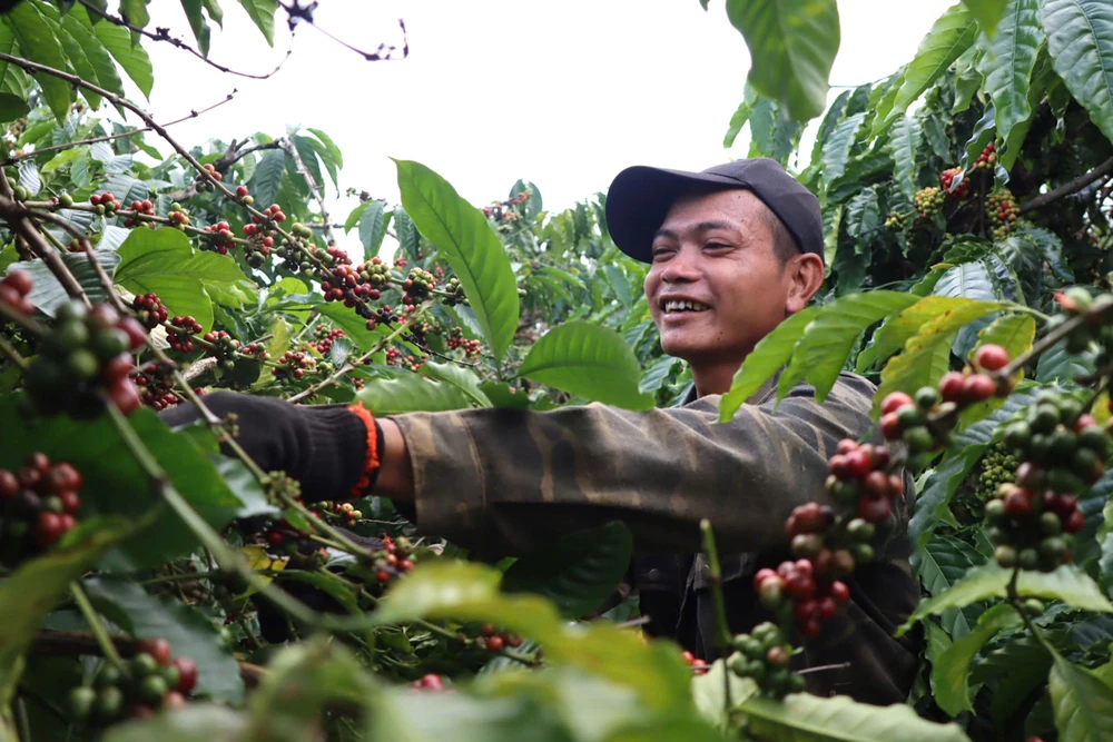 Người dân thu hái cà phê. Ảnh: HỮU PHÚC fdsd.jpeg