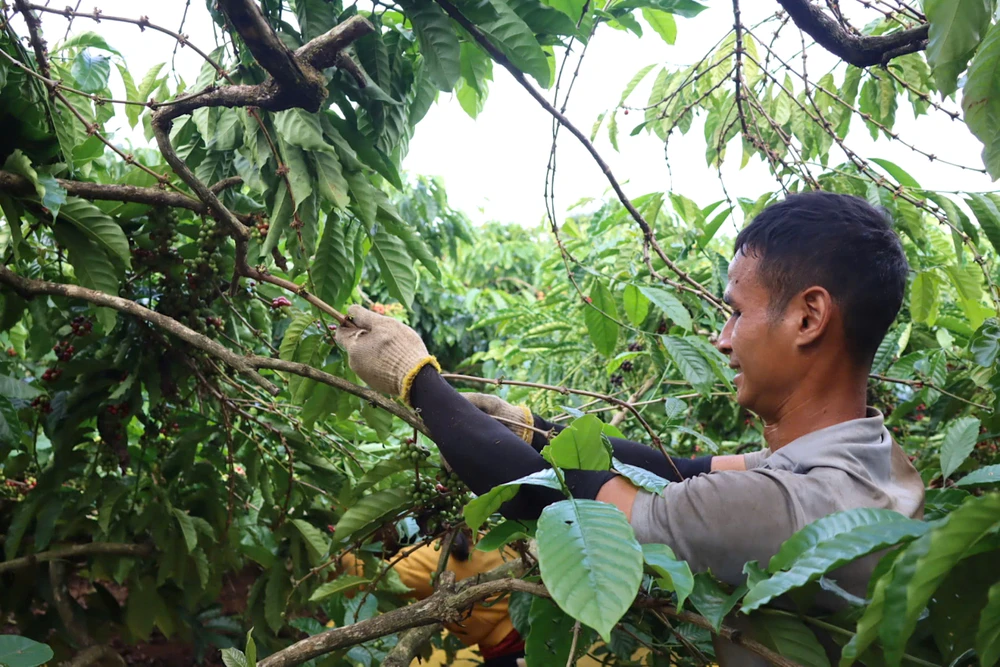 Những cành cà phê đã được hái hết quả. Ảnh: HỮU PHÚC ffgf.jpeg