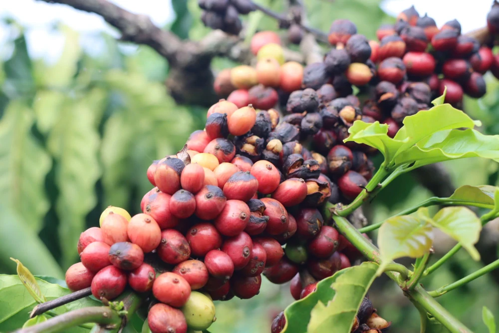 Những chùm cà phê chín khô, vẫn chưa được hái. Ảnh: HỮU PHÚC gdvgc.jpeg