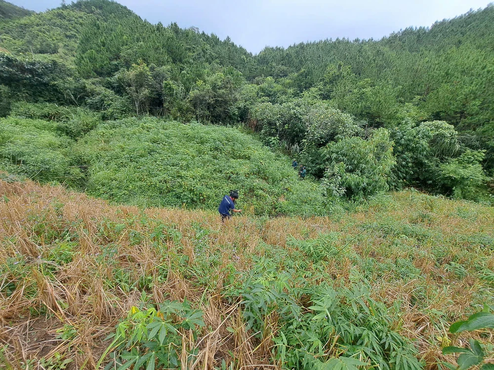 Hiện trường rừng trồng bị mất Unknown.jpeg