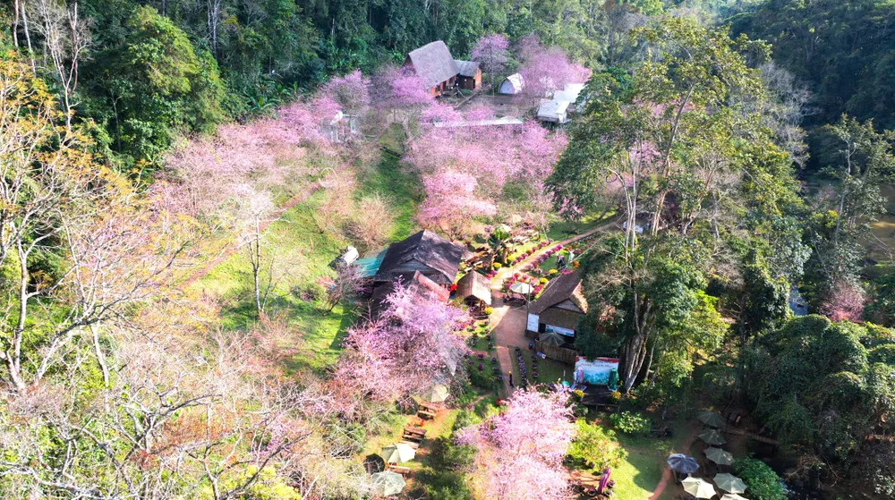 Hoa anh đào ở Măng Đen nở rộ dịp tết, là yếu tố thu hút khách du lịch aqq.jpeg