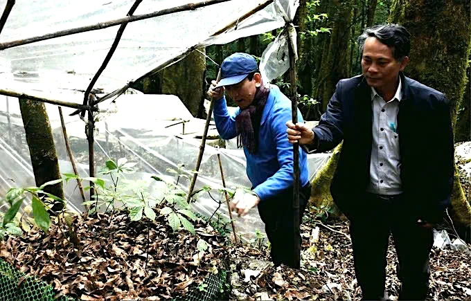Lãnh đạo Tỉnh ủy Kon Tum băng rừng lên vườn sâm để định hướng các chính sách cho huyện Tu Mơ Rông phát triển sâm Ngọc Linh 10c8934829ab9bf5c2ba.jpg