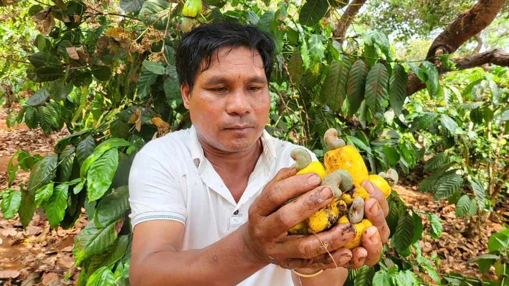 Ông Rơ Châm Xét (xã Ia Dêr, huyện Ia Grai, tỉnh Gia Lai) buồn rầu bên vườn điều giảm năng suất dee5249ed560673e3e71.jpg