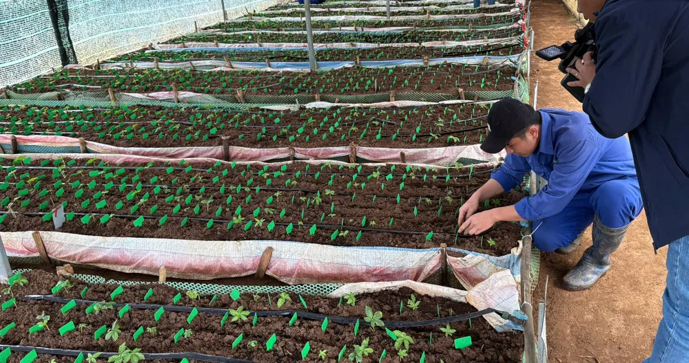 Sâm nuôi cấy mô trong nhà màng của Công ty cổ phần rượu sâm Ngọc Linh Kon Tum. Ảnh: CN 00f65abd44b3f0eda9a2.jpg