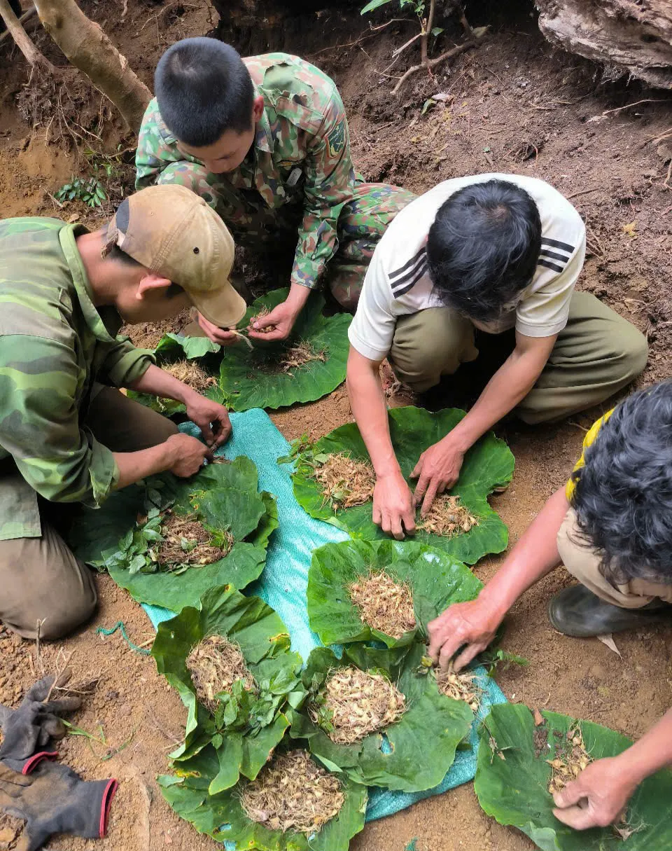 Người dân đồng bào huyện Tu Mơ Rông trồng sâm Ngọc Linh adbe1f4fc053740d2d42.jpg