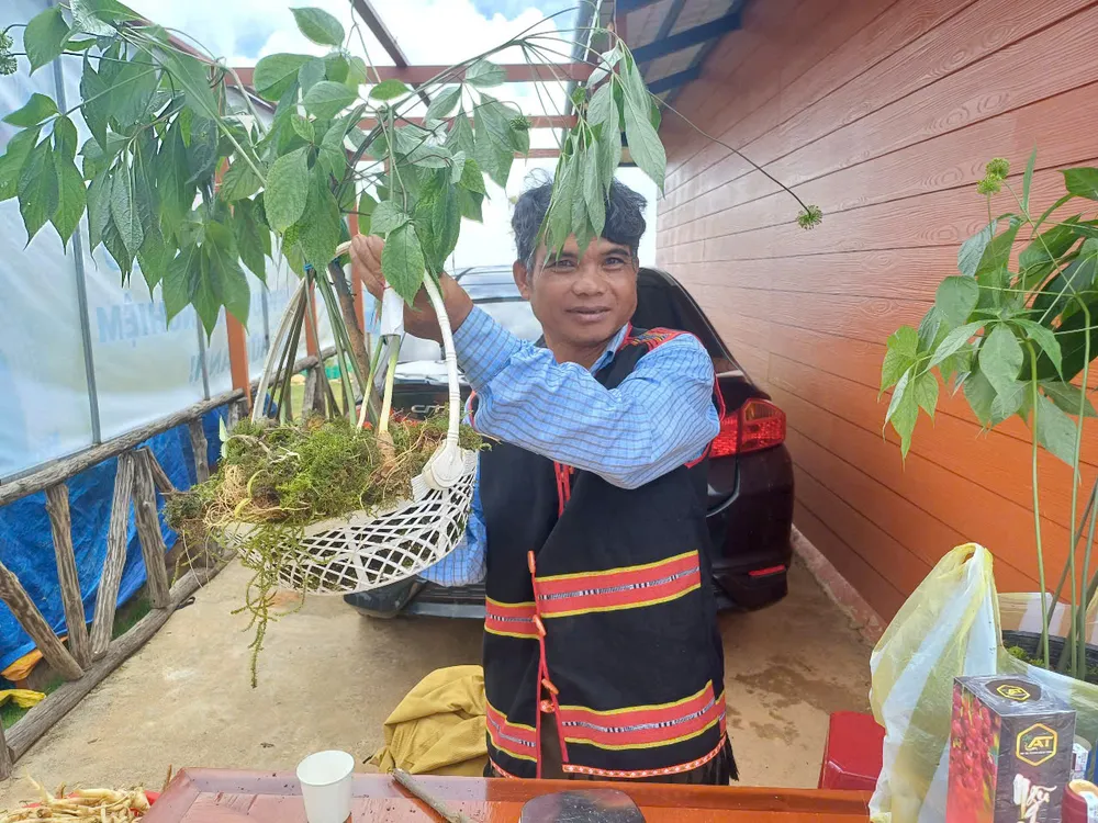 Sâm Ngọc Linh được mang ra đấu giá 443fce3e5beaefb4b6fb.jpg