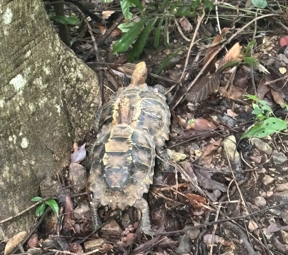 2 Bergschildkröten wurden in die Waldumgebung entlassen. IMG_1750758336998_1750808576931.jpg