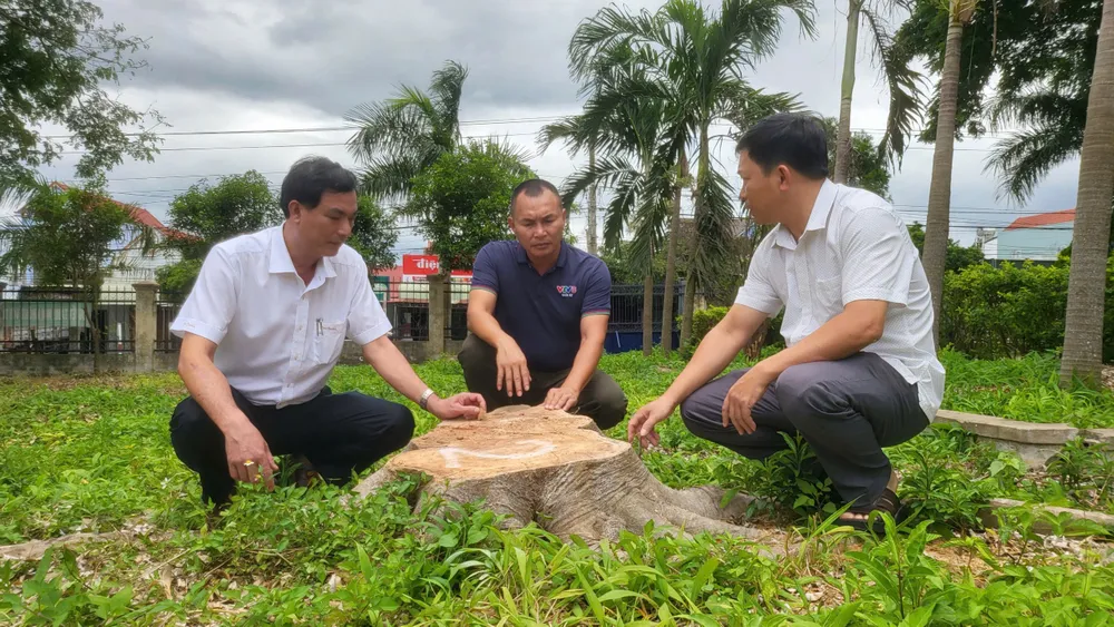 Một cây xanh bị chặt còn trơ gốc vcvvv.jpeg