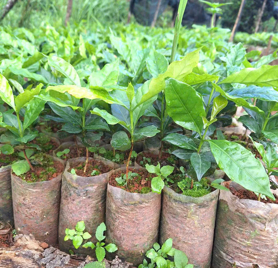Xã Đăk Hà (nay là xã Tu Mơ Rông) hỗ trợ cây giống cà phê cho người dân phát triển kinh tế 798a1829269890c6c989.jpg