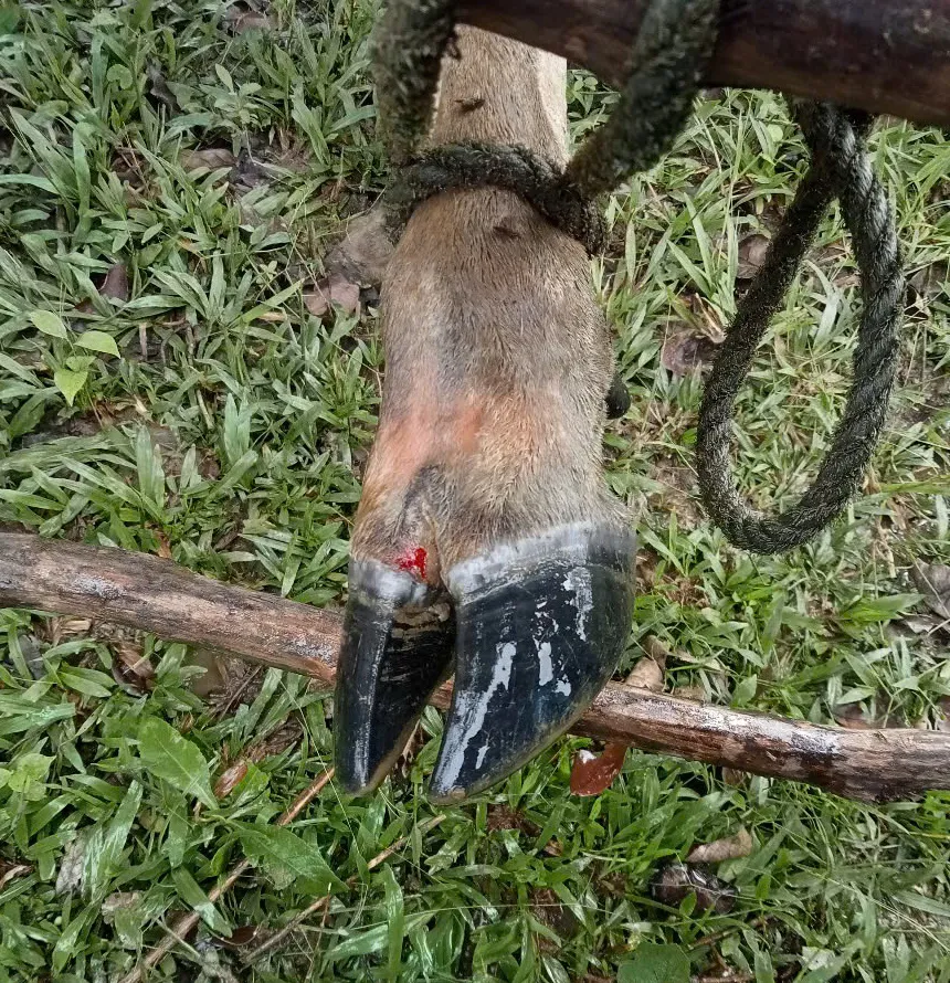 Chân gia súc bị lở Unknown.jpeg
