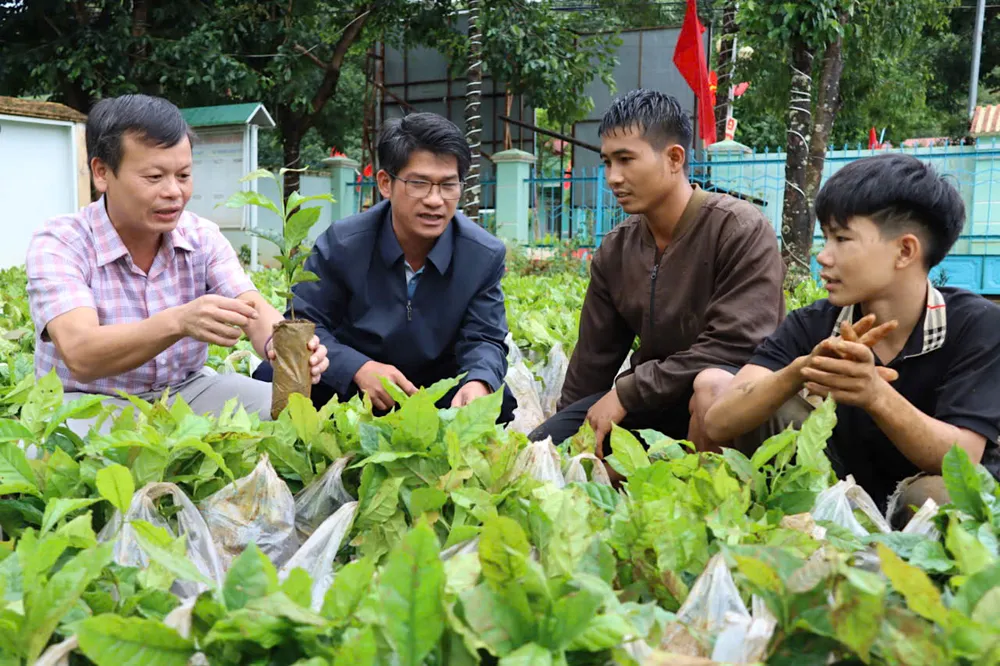苗木は受け取られ、人々に配布されました。写真:HUU PHUC vgesdfe.jpeg