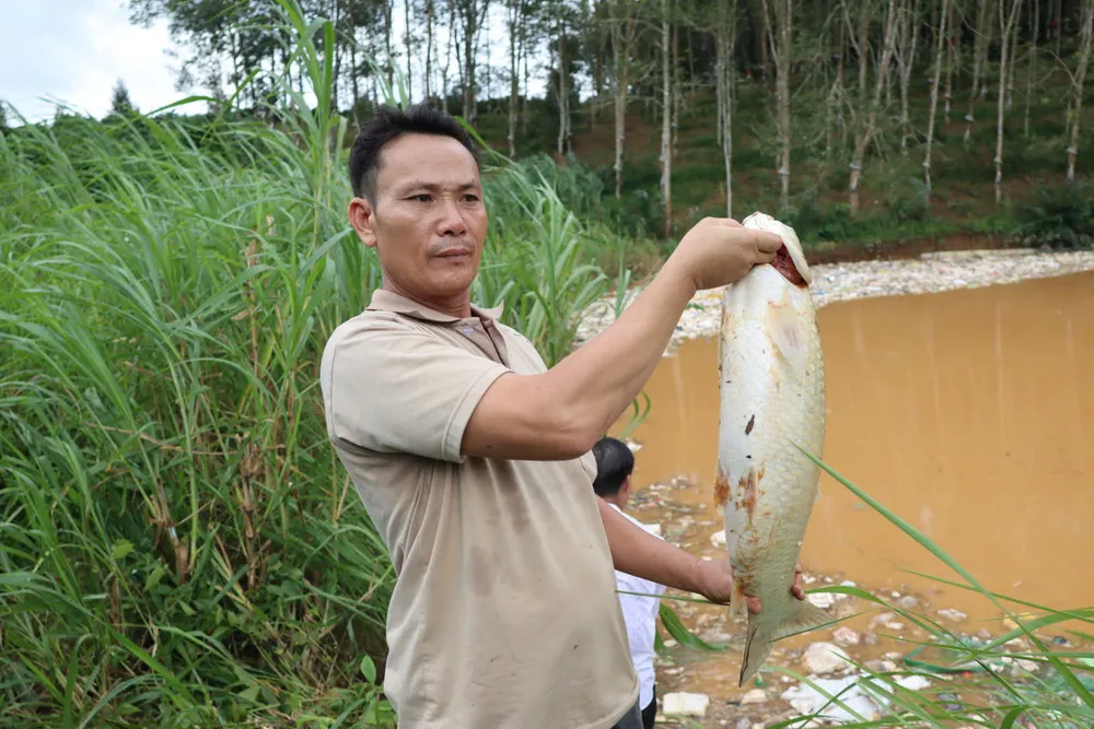 Cá của người dân nuôi bị chết sau sự cố aa.jpeg