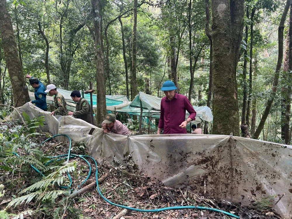 Dựng lại tấm bạt ni lông để bảo vệ sâm. Ảnh: HPH a561f67ad0d9598700c8.jpg