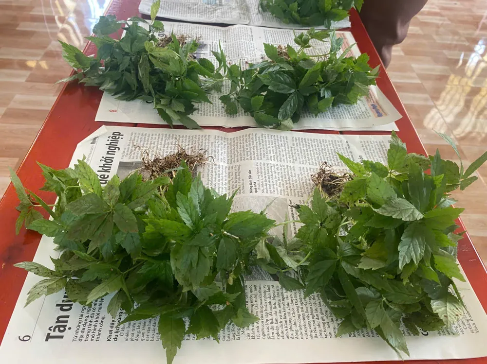 Cây sâm giống được xã Măng Ri huy động nguồn lực cấp miễn phí cho người dân rgfz.jpeg