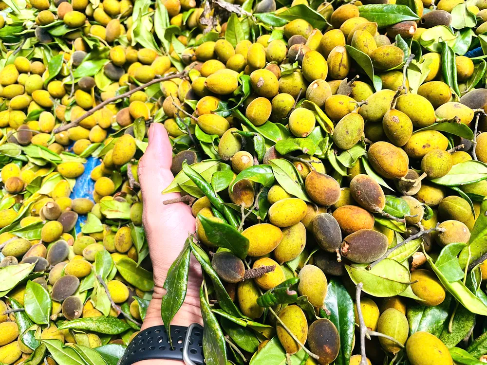 Quả xoay được thu hái a45.jpeg