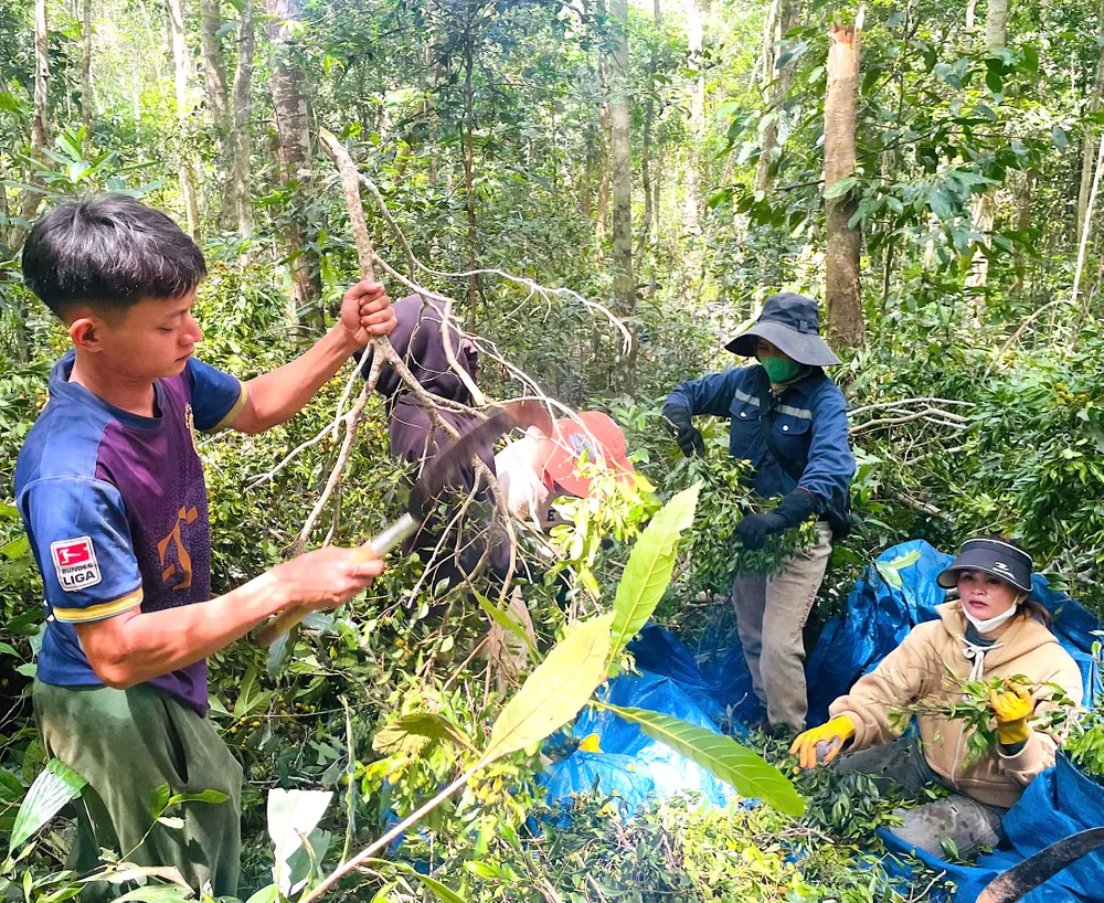 Những cành xoay đầy ắp quả, người dân tách quả ra khỏi cành aa.jpeg