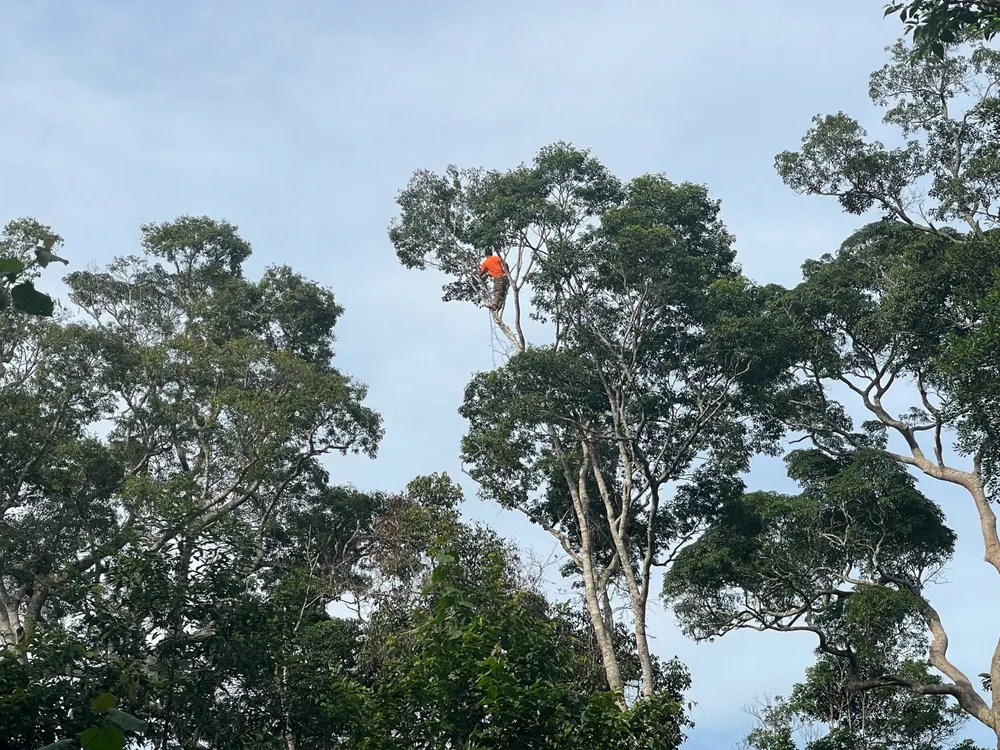 Quả xoay nằm trên ngọn cao, người dân phải leo lên cây để hái as.jpeg