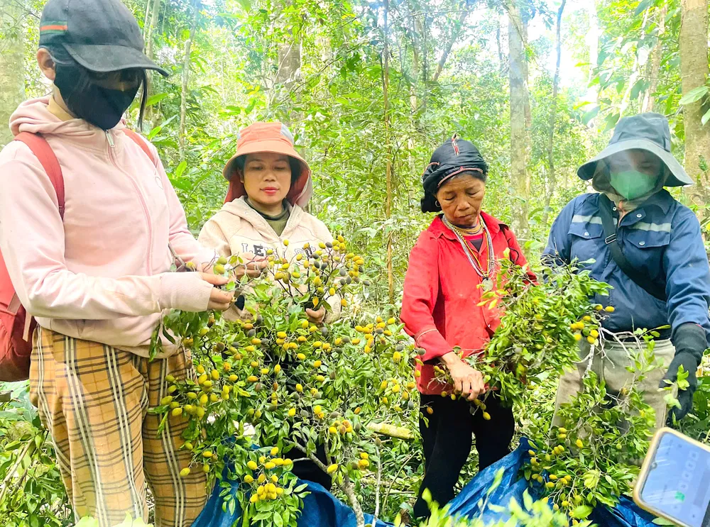 Quả xoay được người dân thu hái dhf.jpeg